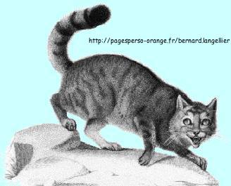 chat sauvage
