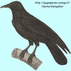 Grand corbeau